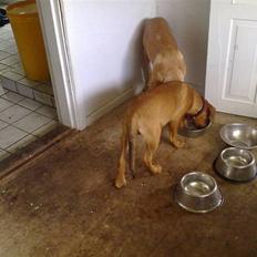 Blanding af racer Bamse