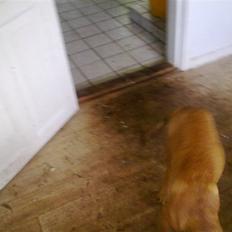 Blanding af racer Bamse