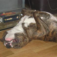 Amerikansk bulldog Cosmo