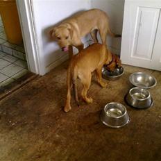 Blanding af racer Bamse