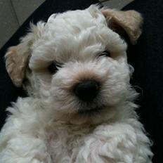 Bichon havanais Nugga