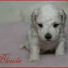 Bichon havanais Nugga