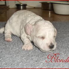 Bichon havanais Nugga