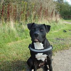 Amerikansk staffordshire terrier Cato