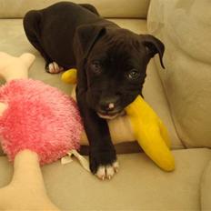 Amerikansk staffordshire terrier Cato