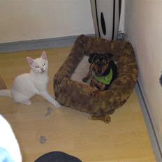 Dvaergpinscher Felix