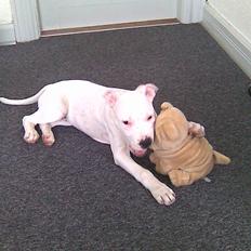 Amerikansk staffordshire terrier Sarah