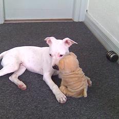 Amerikansk staffordshire terrier Sarah