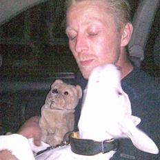 Amerikansk staffordshire terrier Sarah