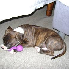 Amerikansk staffordshire terrier Balder