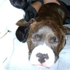 Amerikansk staffordshire terrier Balder