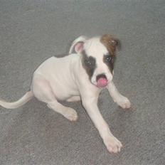 Amerikansk bulldog Freja