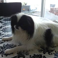 Japanese Prinsen prins af uggelhuse