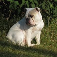 Engelsk bulldog Molly *givet væk*