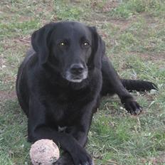 Blanding af racer Dina