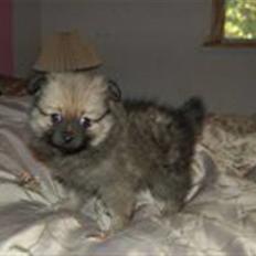 Pomeranian Bella / Mors / svigermors hund