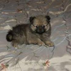 Pomeranian Bella / Mors / svigermors hund