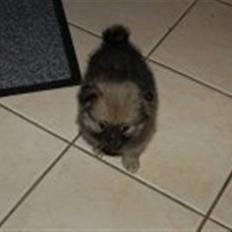 Pomeranian Bella / Mors / svigermors hund