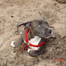 Blanding af racer Baby