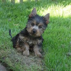 Australian silky terrier Miss Eloisee