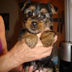Australian silky terrier Miss Eloisee