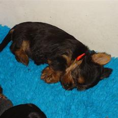 Australian silky terrier Miss Eloisee