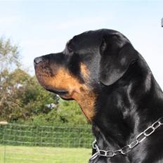 Rottweiler Freja
