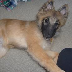 Blanding af racer Laika