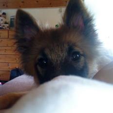 Blanding af racer Laika