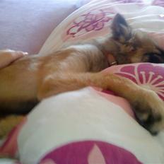 Blanding af racer Laika