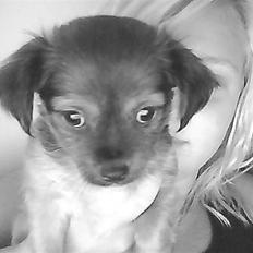 Chihuahua Luna