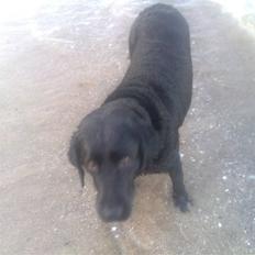 Labrador retriever Sally