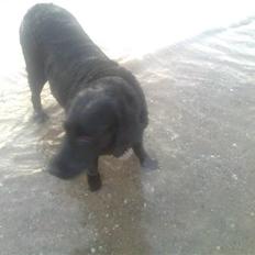 Labrador retriever Sally