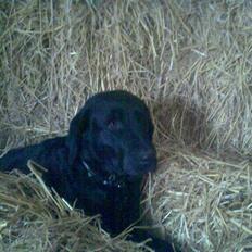 Labrador retriever Sally