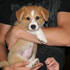 Welsh corgi pembroke Charlie