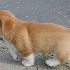 Welsh corgi pembroke Charlie