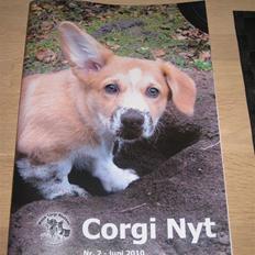 Welsh corgi pembroke Charlie