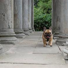 Fransk bulldog Irma Charming Bulldogs