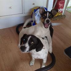 Dansk svensk gaardhund Bandit