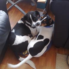 Dansk svensk gaardhund Bandit