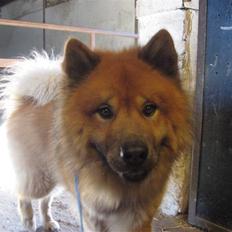 Eurasier Louis
