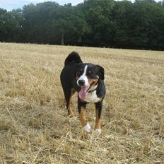 Appenzeller sennenhund Mosca vom Bachsertal
