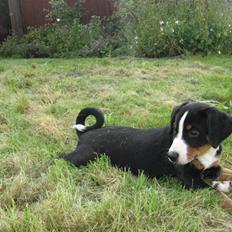 Appenzeller sennenhund Mosca vom Bachsertal