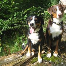 Appenzeller sennenhund Mosca vom Bachsertal