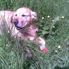 Golden retriever Figo