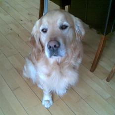 Golden retriever Figo