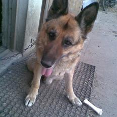 Schæferhund 'King ¤død¤