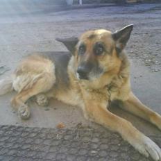 Schæferhund 'King ¤død¤