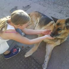 Schæferhund 'King ¤død¤