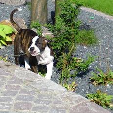 Amerikansk bulldog HardRok'Bull's Bonita RIP